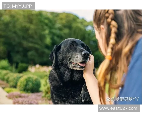 足球明星与爱犬情缘揭秘你知道哪个球星最爱狗狗吗 足球明星与爱犬情缘揭秘你知道哪个球星最爱狗狗吗